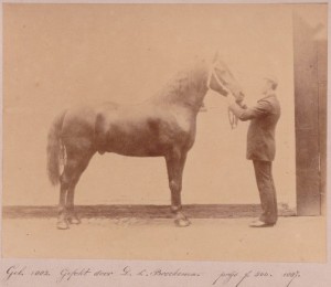 Deze Groninger hengst is geboren in 1882 en gefokt door Derk Luitjes Broekema (foto v.d. Vereniging Het Groninger Paard)