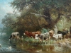 Drinkende koeien aan de rivieroever